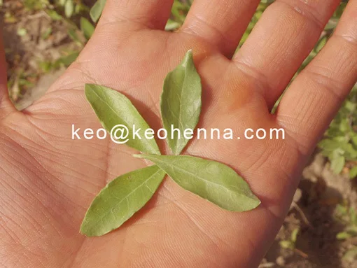Natural Henna Leaf