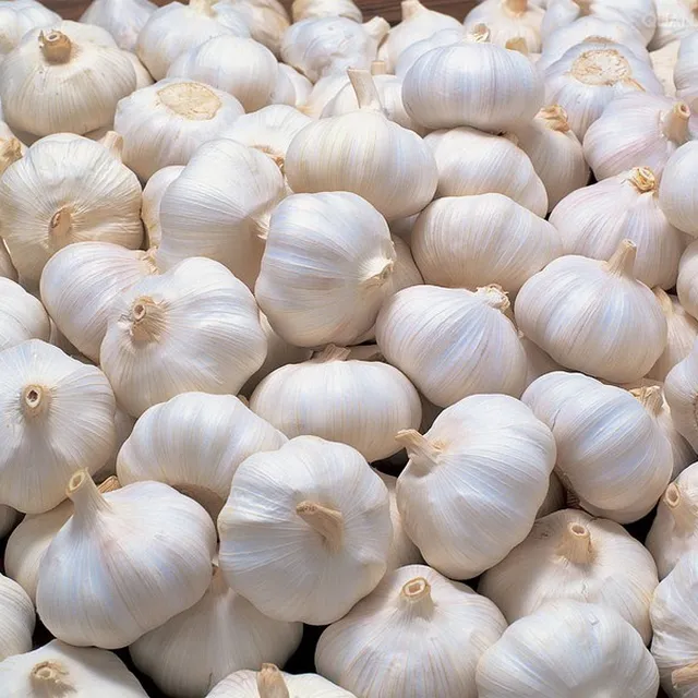 bulb garlic