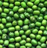 high quality Green Mung Beans/Vigna Beans