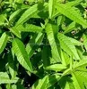 diffrent herbal tea & Specializes in mixing plants For tea Bag and other things