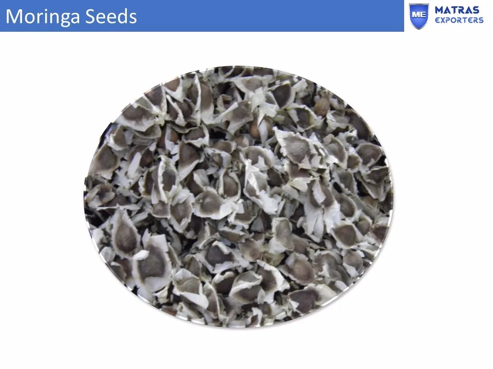 Moringa seeds 113.jpg