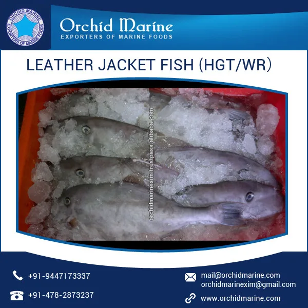 Good Quality Health Beneficial Dried Leather Jacket Fish At Affordable