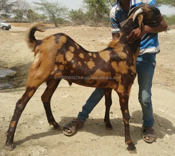 Best Quality Beautiful Sirohi Live Eid Qurbani Bakra Buck 