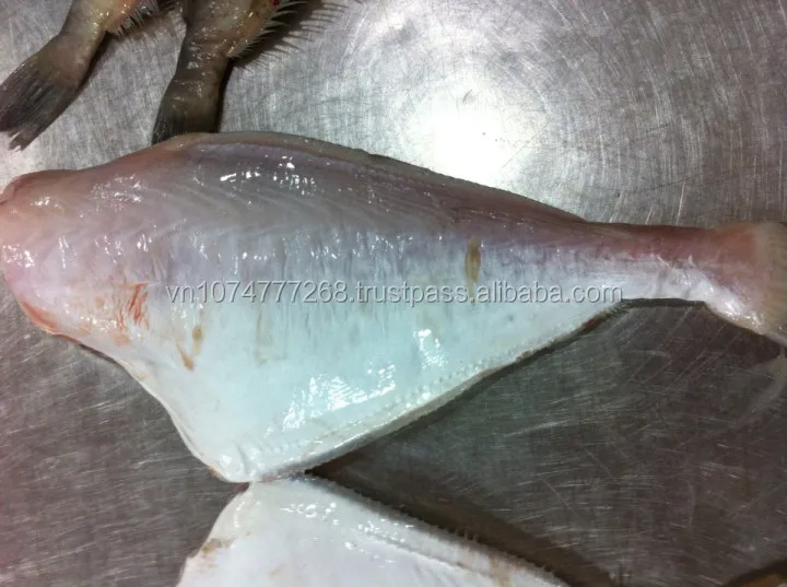 Export Leather Jacket Fish With High Quality. Buy Frozen Leather