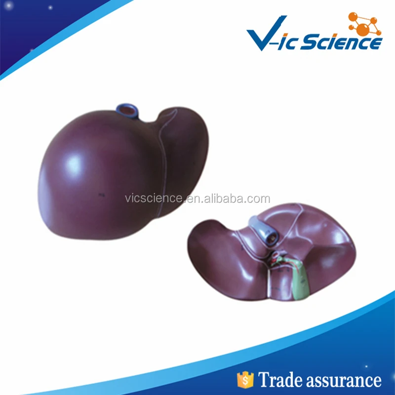 Human Liver Plastic Model Gifts Anatomy Liver Human Anatomical Model