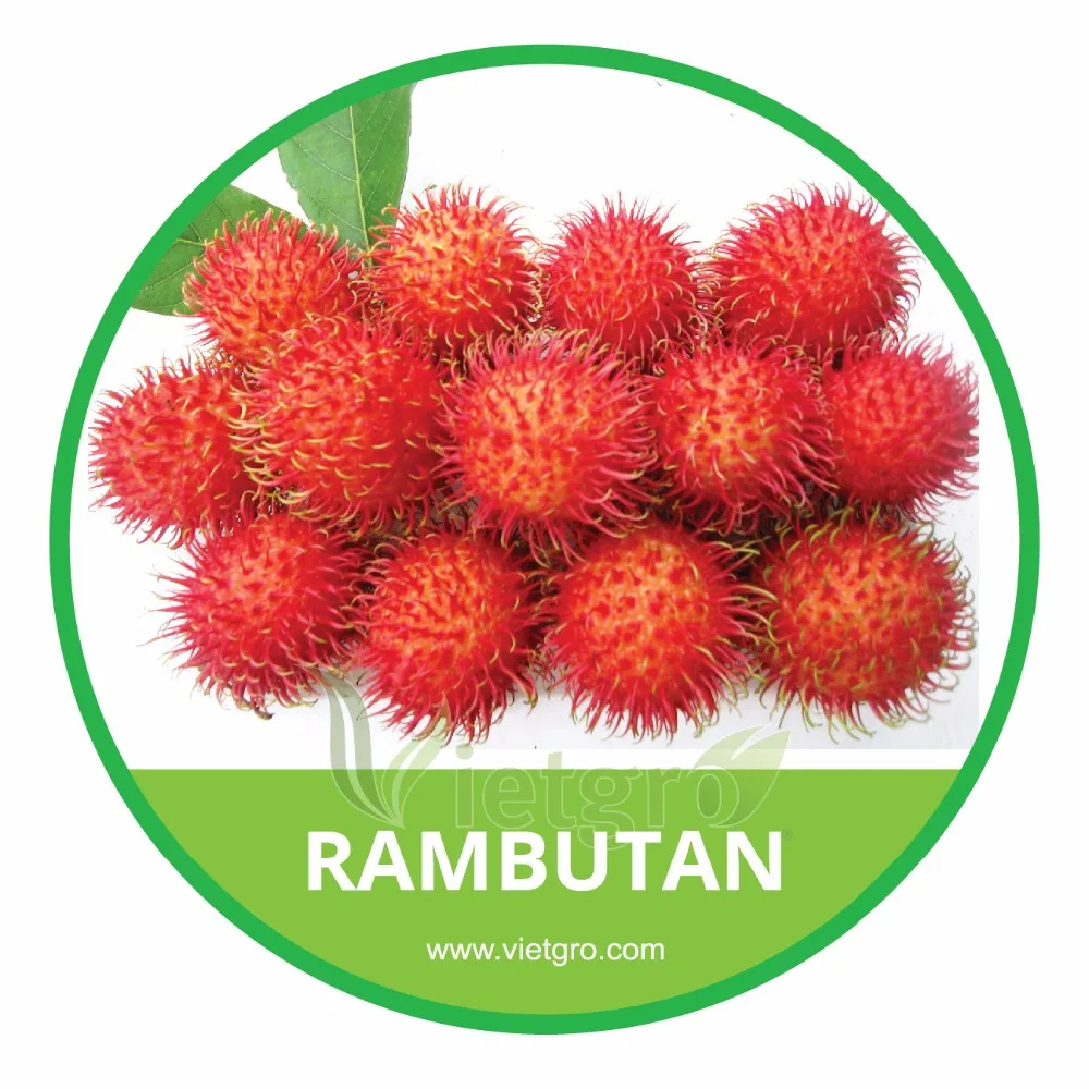 Download 850 Gambar  Animasi  Buah Rambutan  Terbaik Gambar  