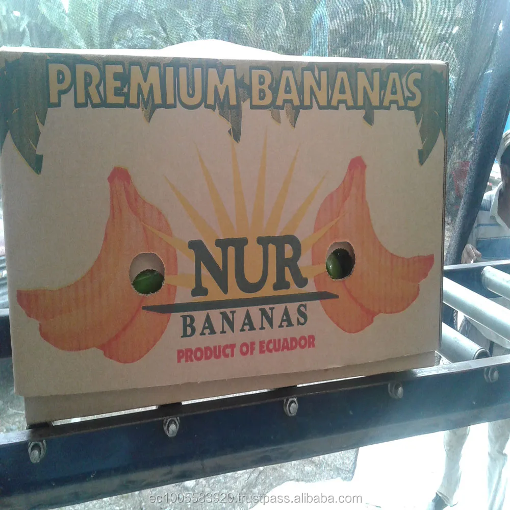 
CAVENDISH VARIETY, FRESH BANANA 