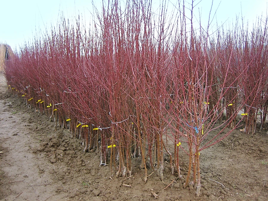 Almond Tree Planta Almendra Product On Alibaba