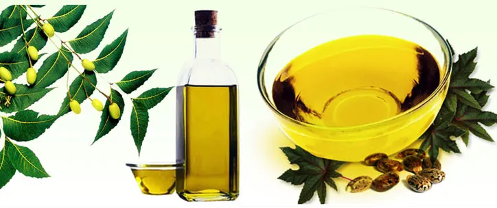 Neem Pflanze wird verwendet, um Gewicht zu verlieren