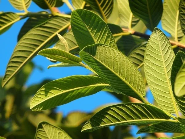 Thai Guava Leaf Essential Oil : ISO, GMP Certified : High Quality Best Price