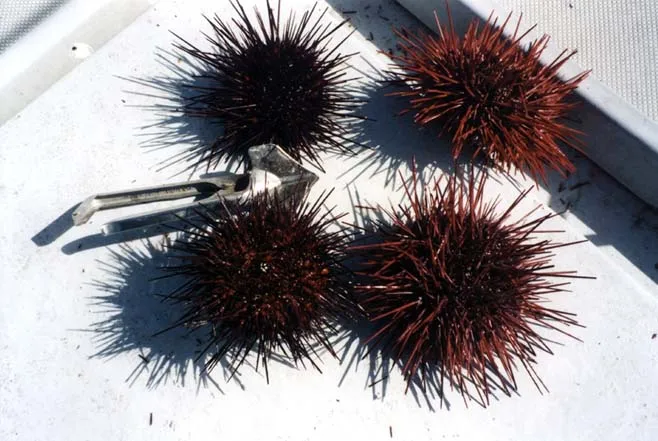
Live and Fresh Sea Urchin 