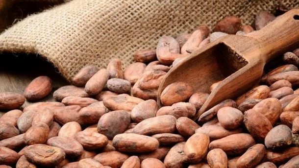 Cocoa Beans Cocoa Beans