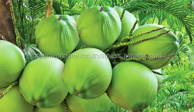 YOUNG COCONUT ON TREE.jpg