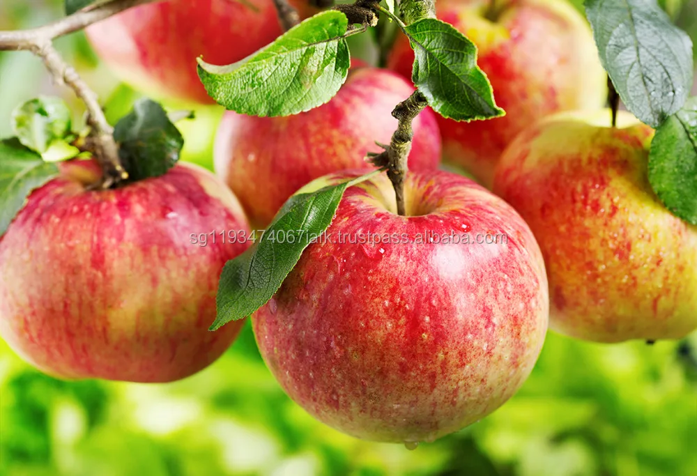 Sweet Delicious Fresh Golden Apple Fruits From Poland Buy Golden Delicious Apple Product On Alibaba Com