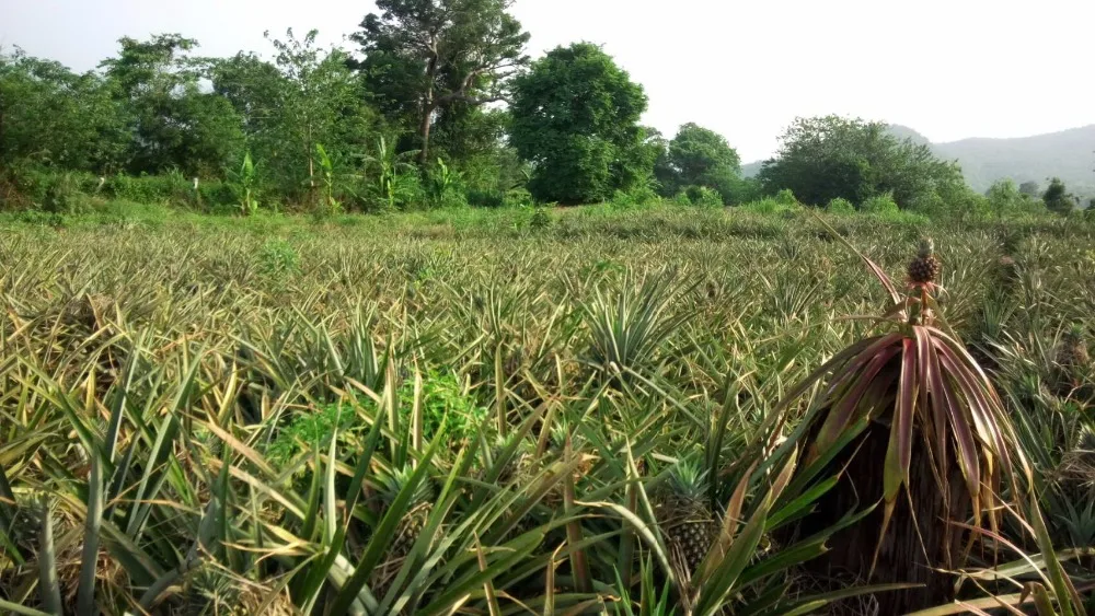 
THAI SWEET FRESH PINEAPPLE HUAYMOUN 