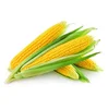 Hot Sales Yellow, Red and White Corn for Export Now/Wholesale Yellow Corn Seeds in Bulk
