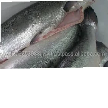 Zalm Vis Bevroren Zalm Vis Bevroren Koning Zalm Vis Buy Bevroren Zalm Filets Bevroren Zalm Vis Zalm Vis Bevroren Product On Alibaba Com