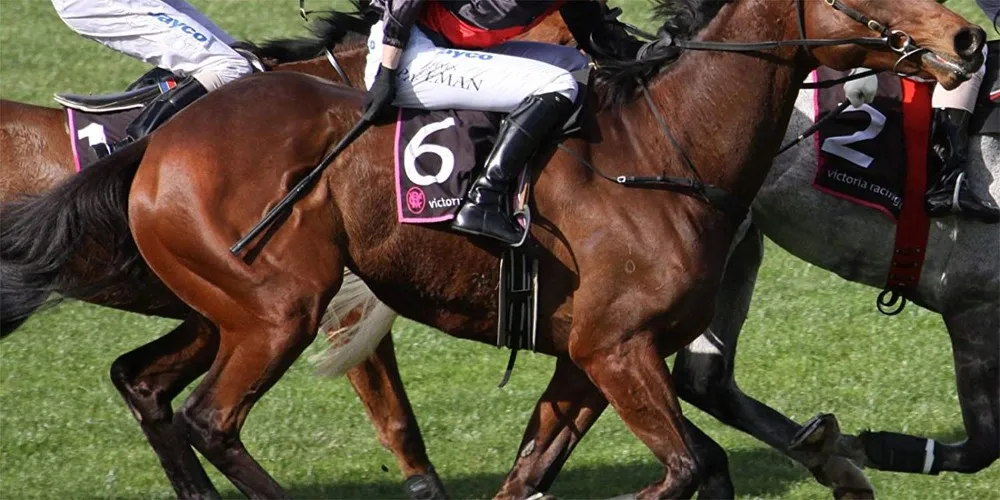 Hunters Padded Jockey Whip For Horses Racing Race Buy Hunters Padded