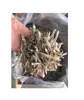 Whole Part Small Anchovy Fish