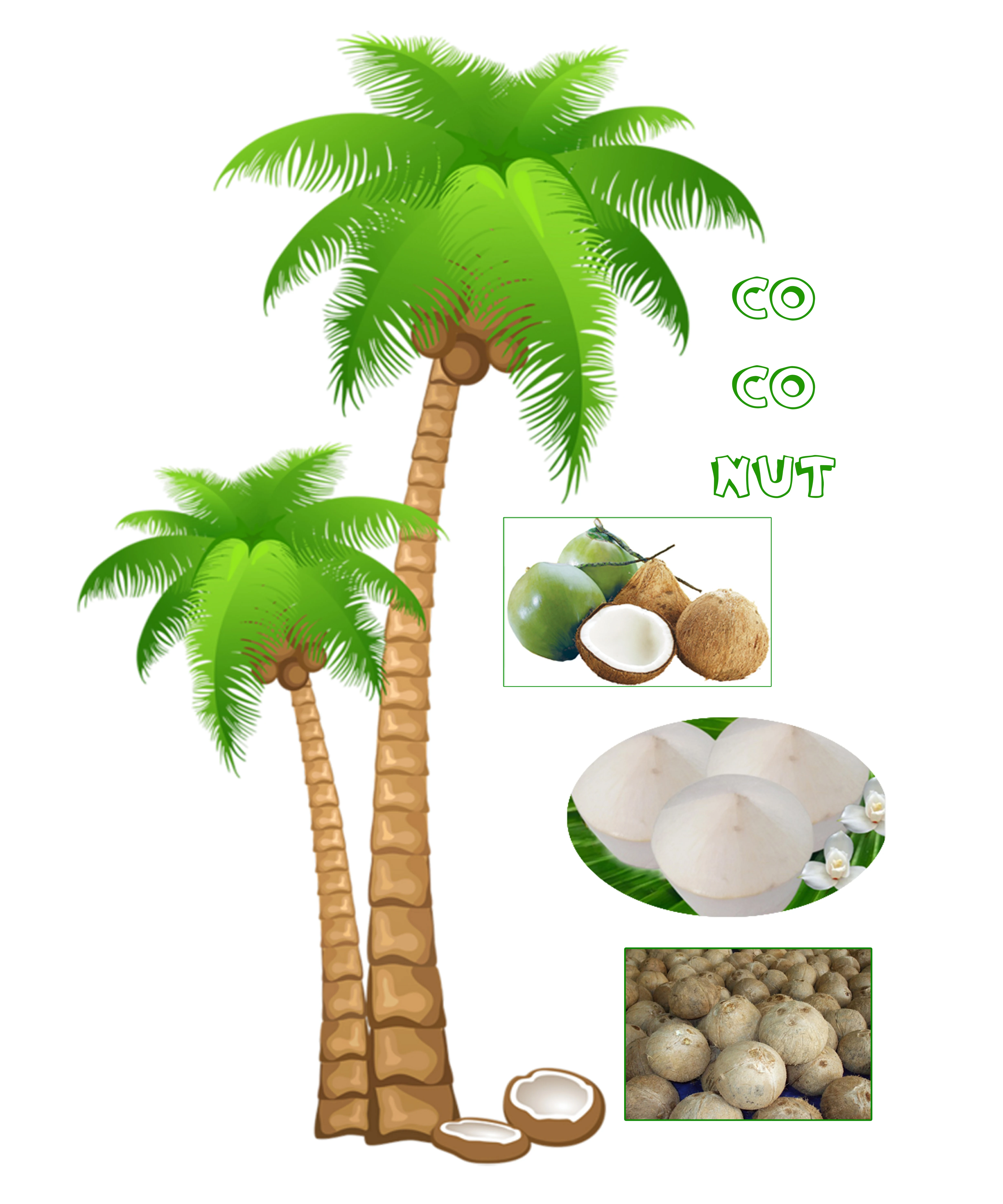 Thep padung porn coconut co ltd