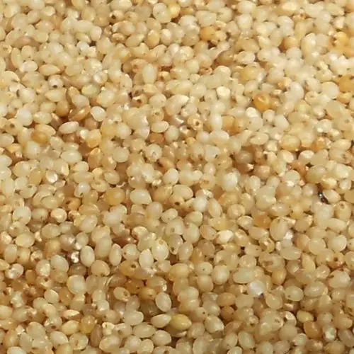 quality yellow kodo millets, branyard millets, finger millets