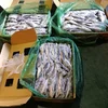 Frozen Horse Mackerel
