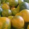 Mangoes , Jack Fruits for Sale