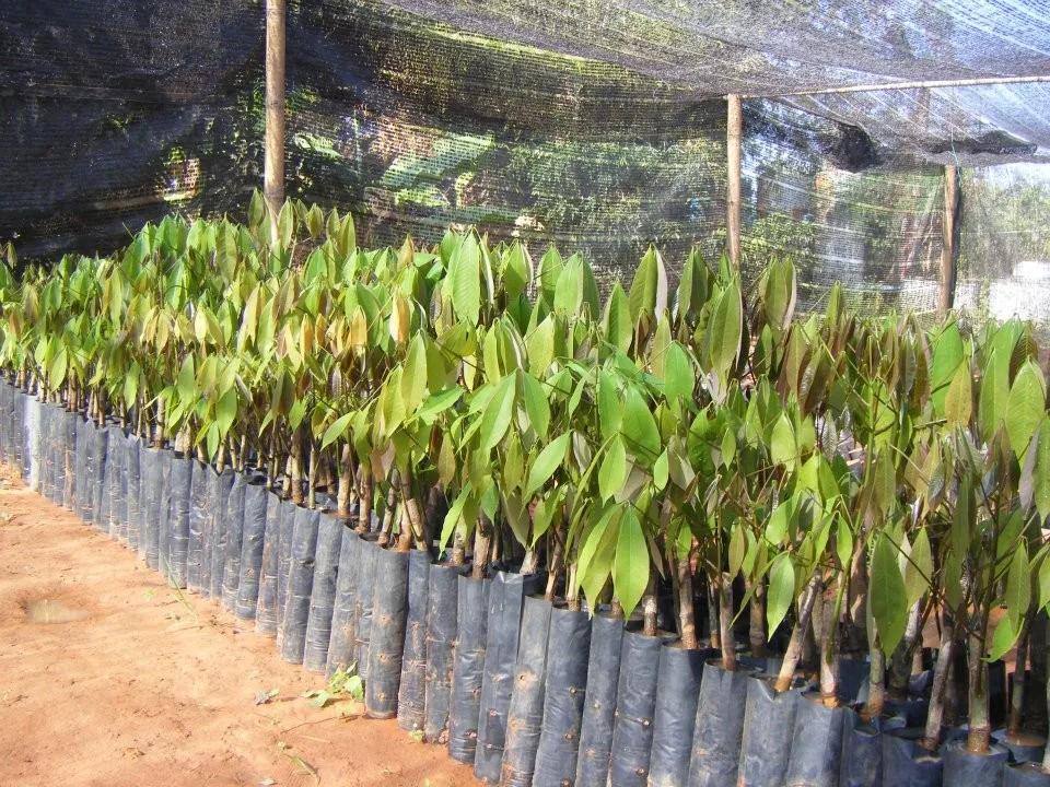 泰国高级橡胶树