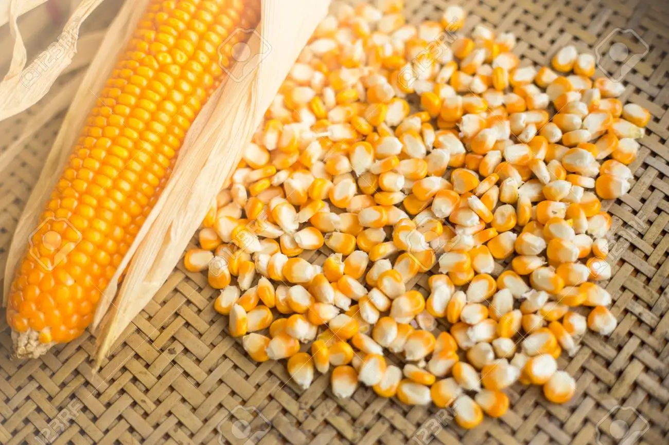 黄色いトウモロコシ 乾燥した黄色いトウモロコシ ポップコーン 人間と動物の消費のための白いトウモロコシ Buy Yellow Maize Dried Yellow Corn Popcorn White Corn Maize For Human Animals Consumption Product On Alibaba Com