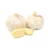 Bulk Supply Garlic at Lowest Price