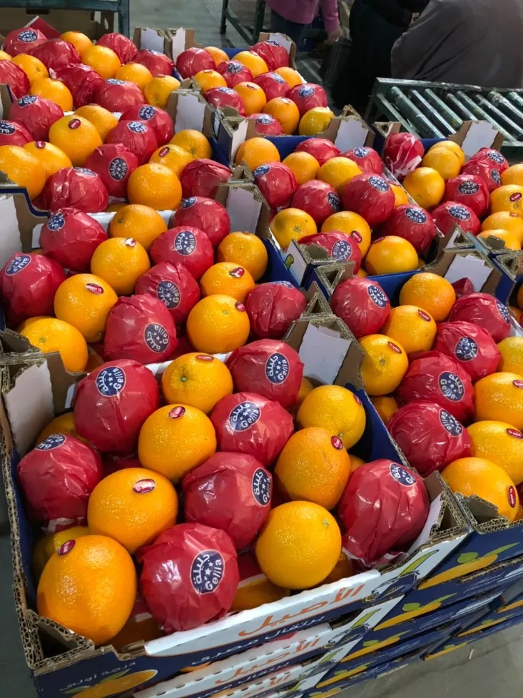 Valencia Oranges,All Quality Categories ( Premium Grade A Grade B