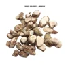 ZEDOARY ROOTS / SAND GINGER/ KAEMPFERIA GALANGA