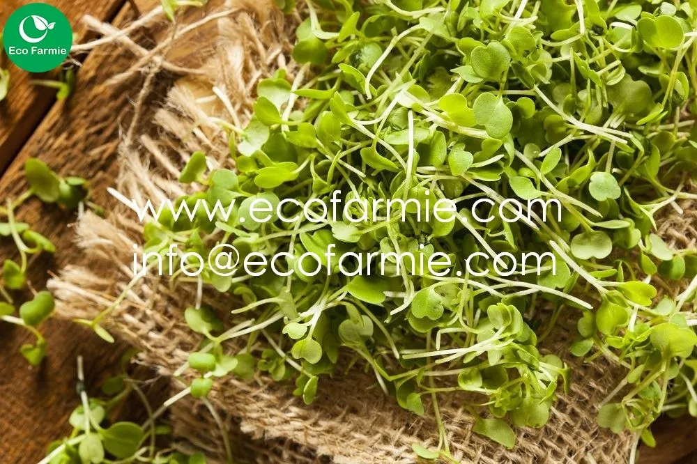 for root growth   retains moisture   prevent drying of roots