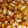 100% Best quality Yellow corn for sale