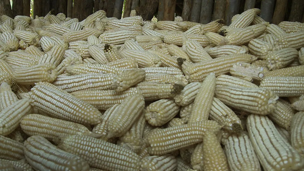 maize.jpg