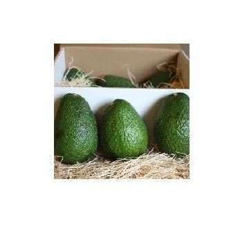 Organic Fresh Avocados Hass & Fuerte South African Fruit Cultivation