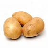 Fresh Potato / Indian Fresh Potato / Fresh Potato From India