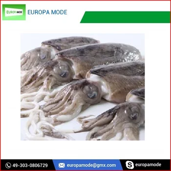 600 Gambar Cumi Cumi Sotong Terbaik 600 Gambar Cumi Cumi Sotong Terbaik