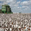 Raw cotton exporter in Thai