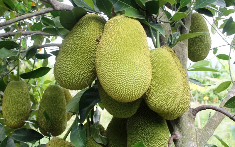 Fresh Jackfruit/jackfruit/frozen Jackfruit Pulp - Buy Jackfruit,Fresh