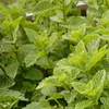 Fresh Mint For Chewing Gums for sale