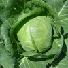 Cabbages