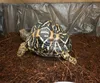 unwashed coconut coir substrate for animal bedding