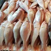 Frozen Japanese Threadfin bream