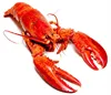 Frozen seafood Canadian lobster