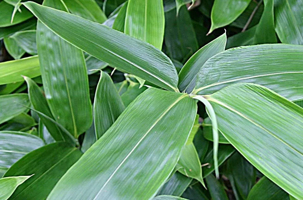 dried bamboo leave supply whole year - buy dried bamboo leaves