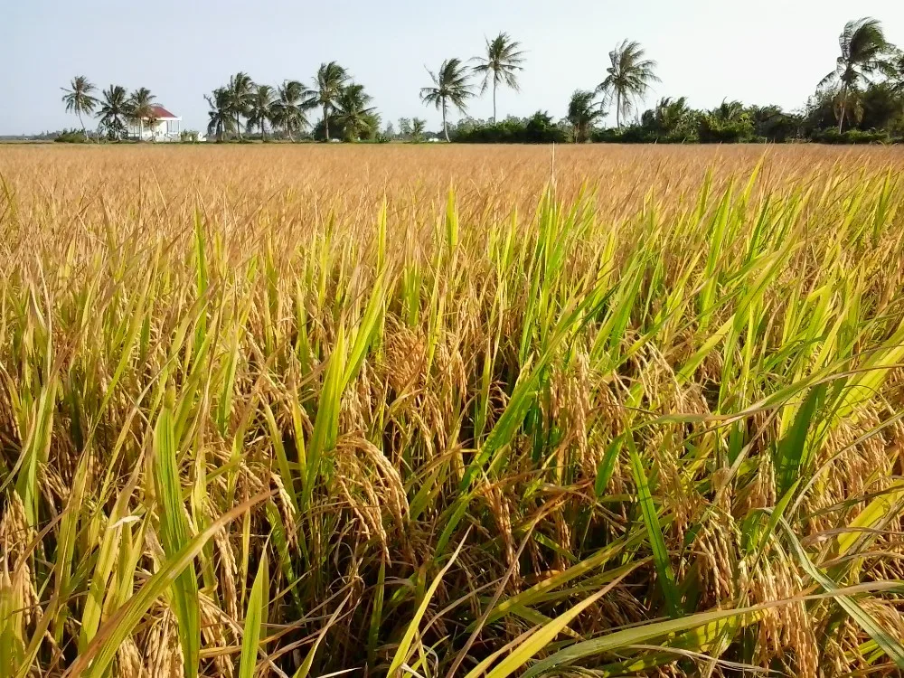 25 Broken Rice Price Broken Rice 100 Buy 25 Broken Rice Broken 25-broken-rice-price-broken-rice-100-buy-25-broken-rice-broken