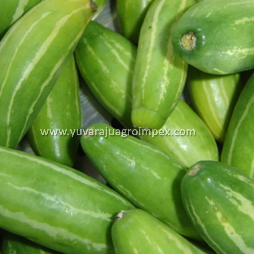 Fresh Natural Vegetables Kovakkai/ivy Gourd Buy Kovakkai/kowai/ivy