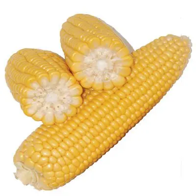 dry maize/dried yellow corn/dried sweet corn !