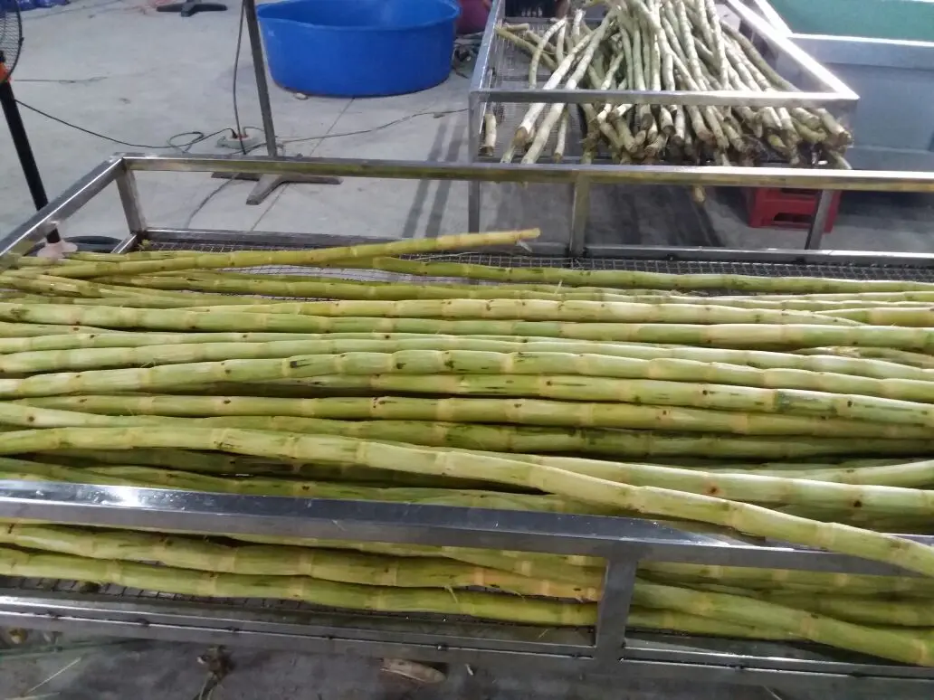 Top's Selling Fresh Sugar Cane From Viet Nam Buy Fresh Sugar Cane